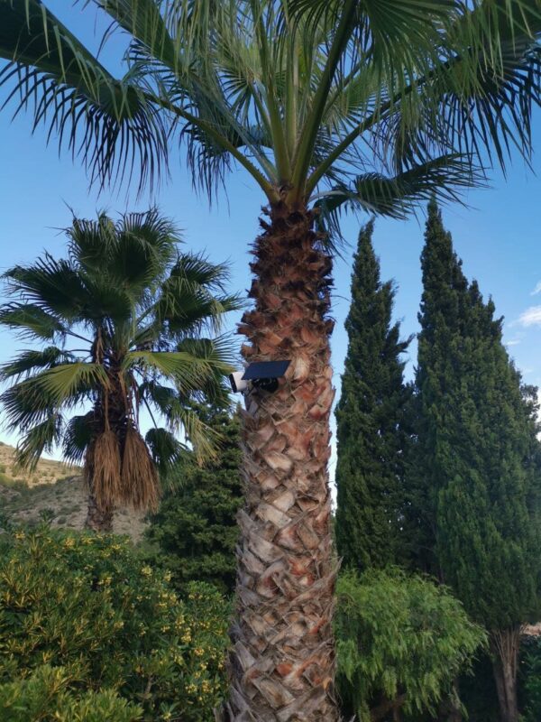 Eufy camera met zonnepaneel in palmboom Project 1 camera verborgen in palmboom